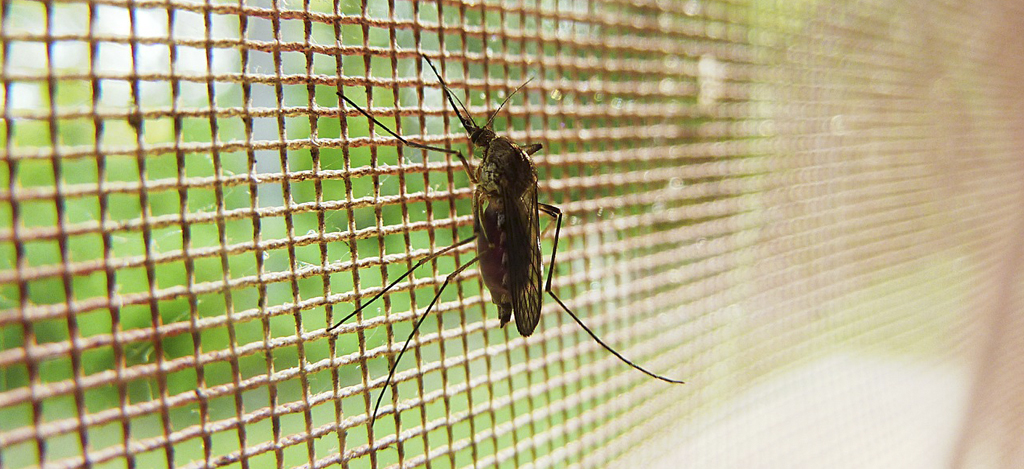 Myggor i fångstnät