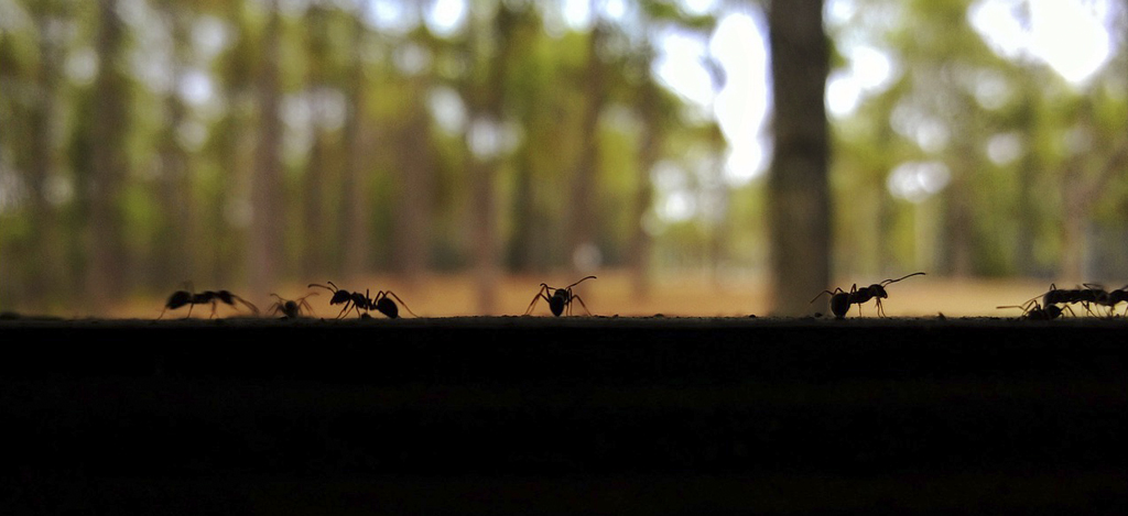 Myror myrstråk
