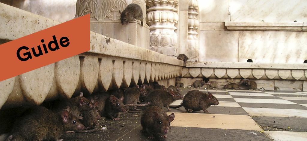 Råttinvasion bekämpa råttor