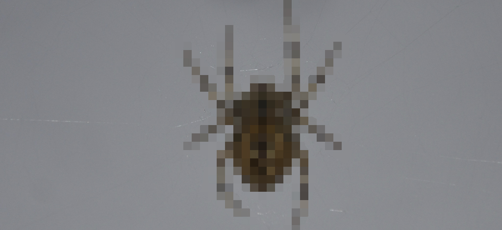 Spindelskräck pixlar spindel