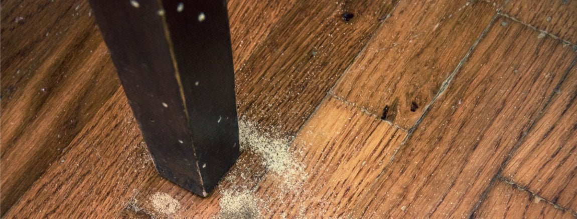 Strimmig Tr gnagare Bek mpningsguide Strimmig Tr gnagare Bek mpningsguide